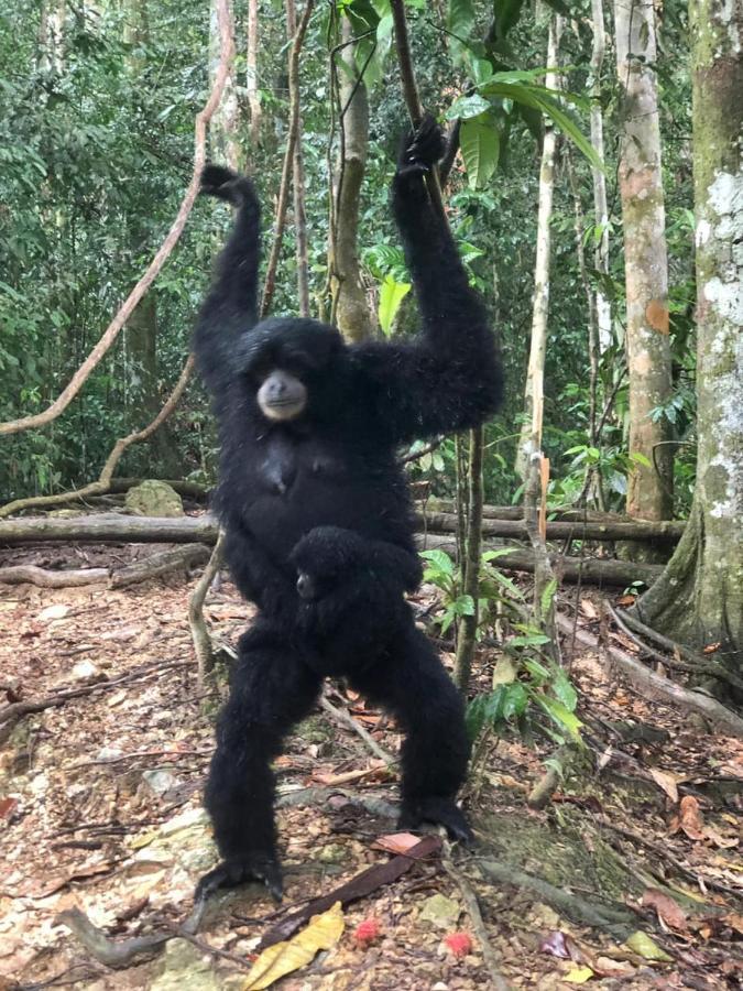 Hotel Bukit Lawang Exteriér fotografie
