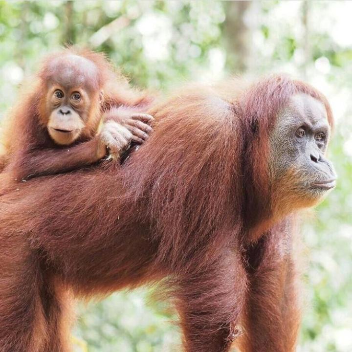Hotel Bukit Lawang Exteriér fotografie